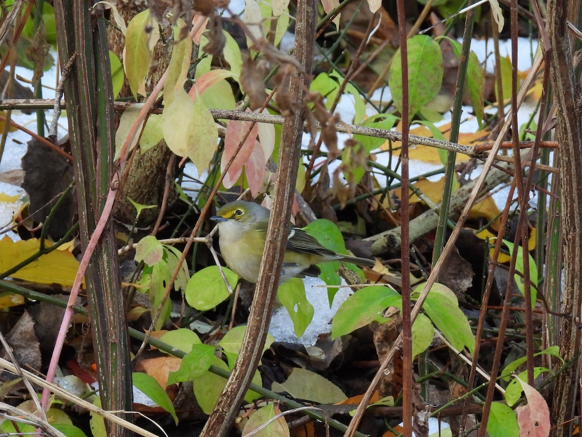 Weißaugenvireo - ML645189624