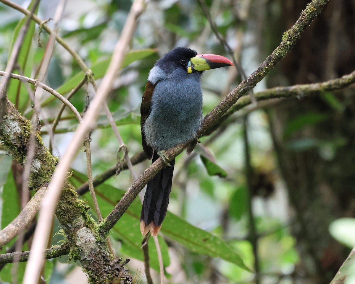 lavendeltukan - ML645189627