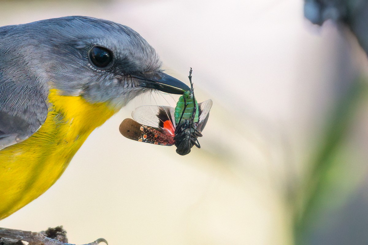 Doğulu Sarı Bülbül - ML645189646