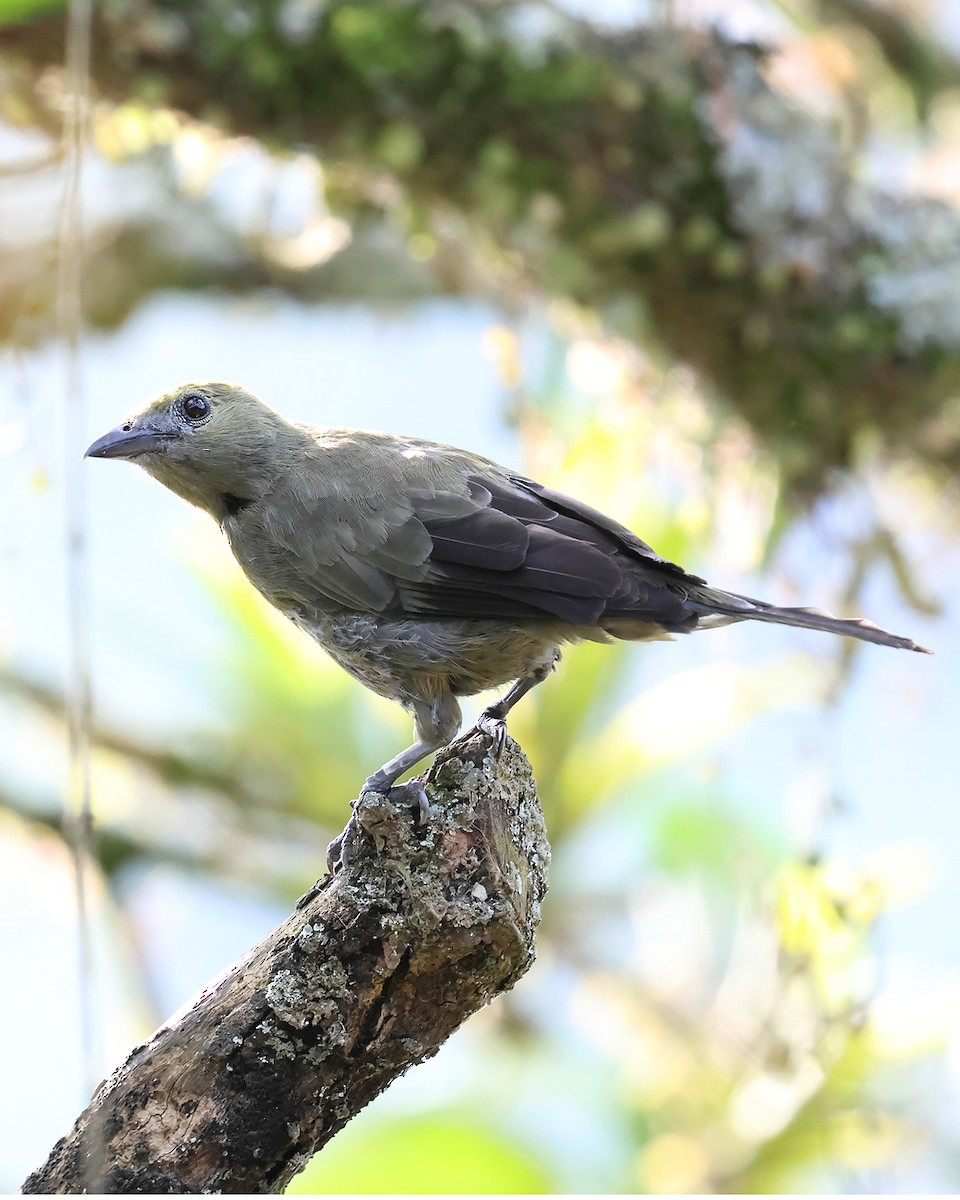 Tangara des palmiers - ML645189650