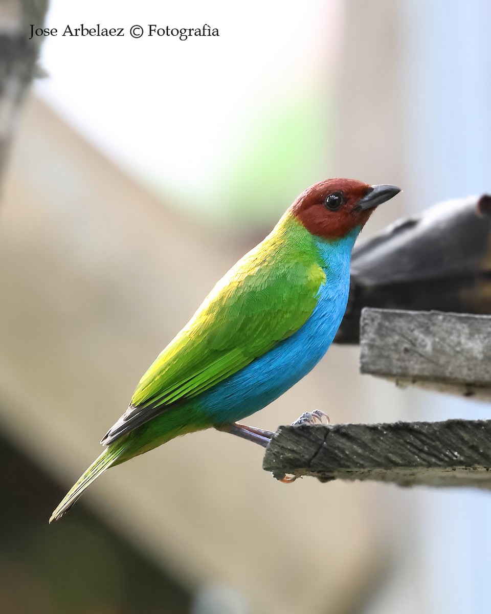 Tangara Cabecibaya - ML645189657