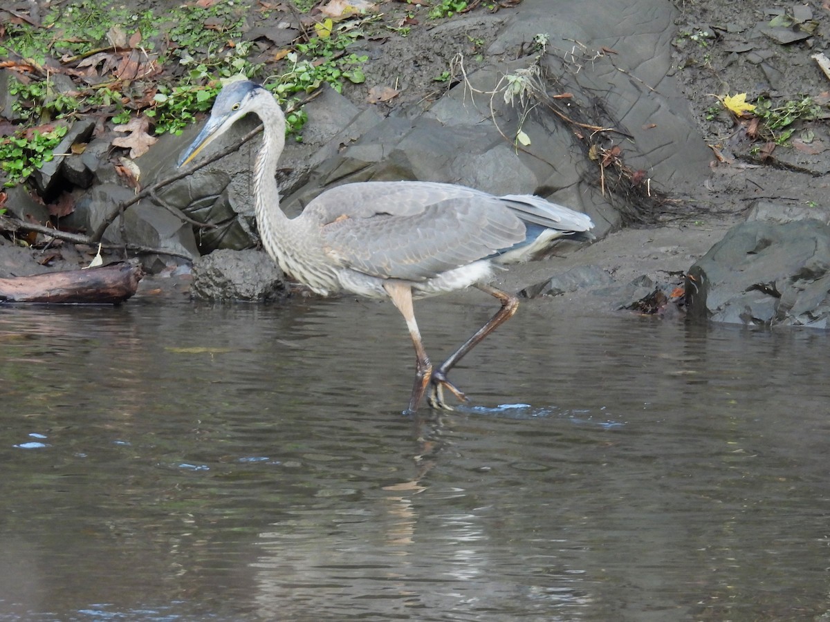 Great Blue Heron - ML645189671
