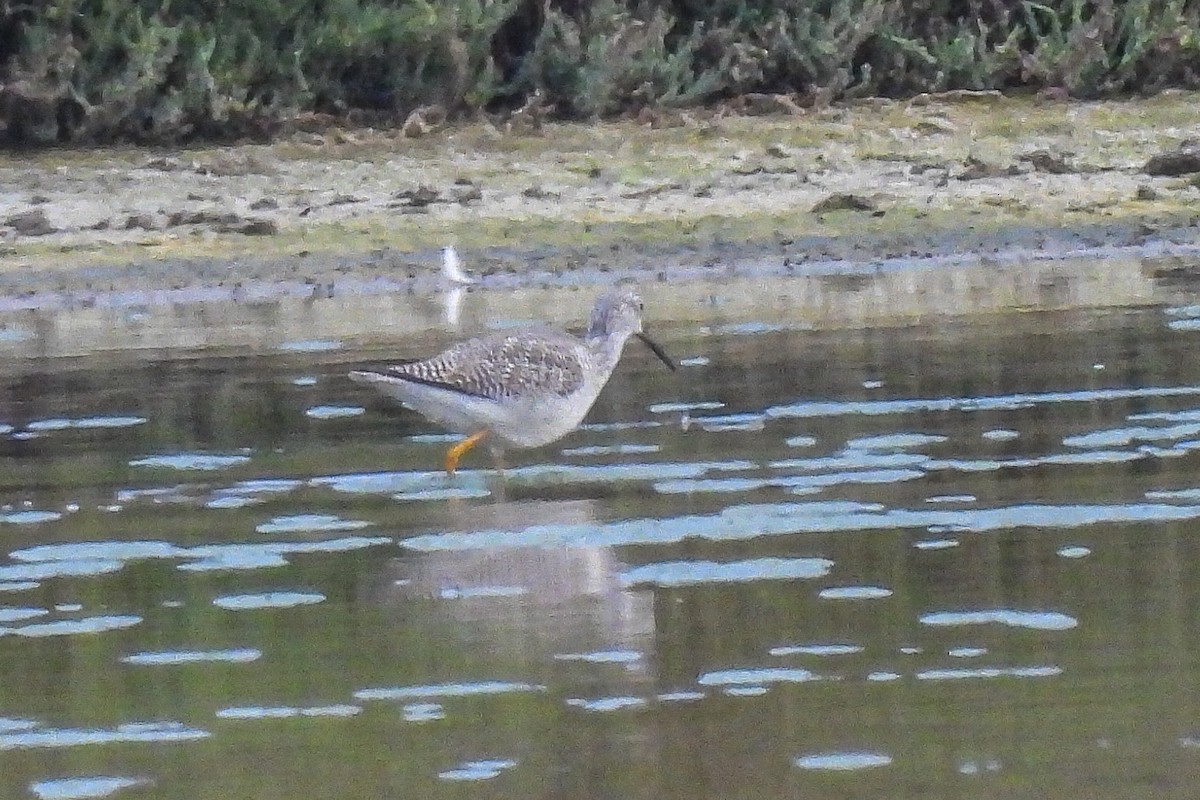 Greater Yellowlegs - ML645189674