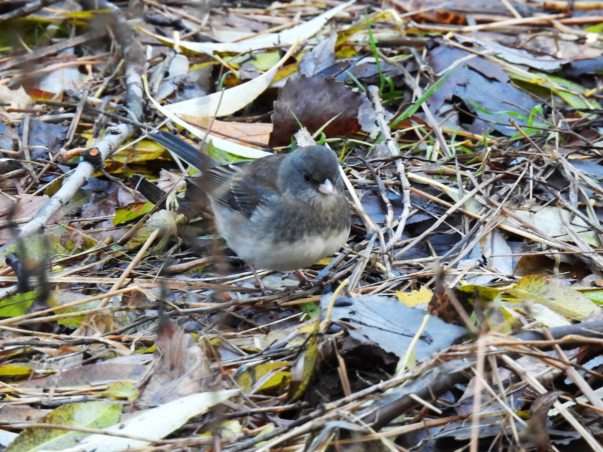 Dark-eyed Junco - ML645189675