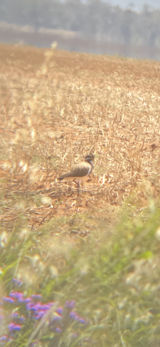 Banded Lapwing - ML645189688