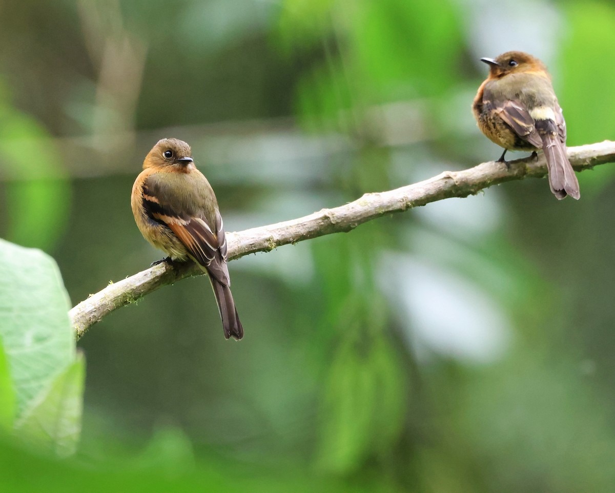 Cinnamon Flycatcher - ML645189691