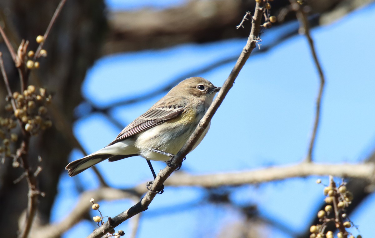 Yellow-rumped Warbler (Myrtle) - ML645189694