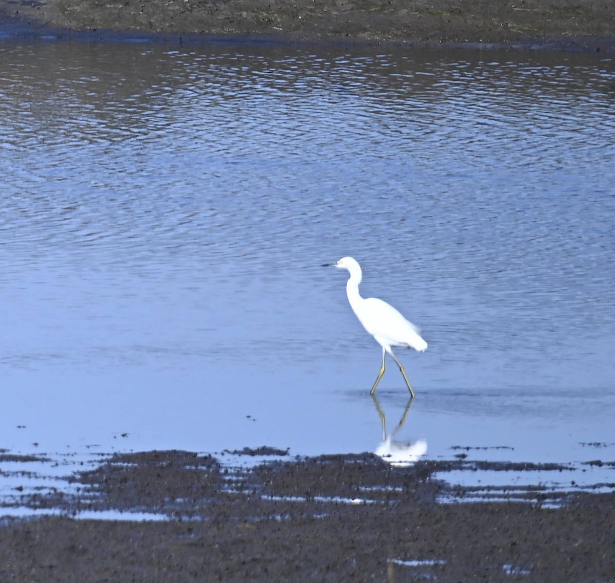 Snowy Egret - ML645189704