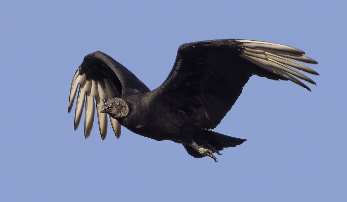 Катарта чорна - ML645189705