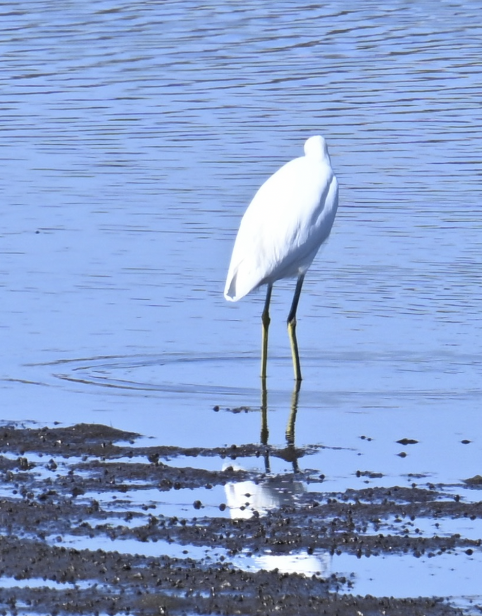 Snowy Egret - ML645189709