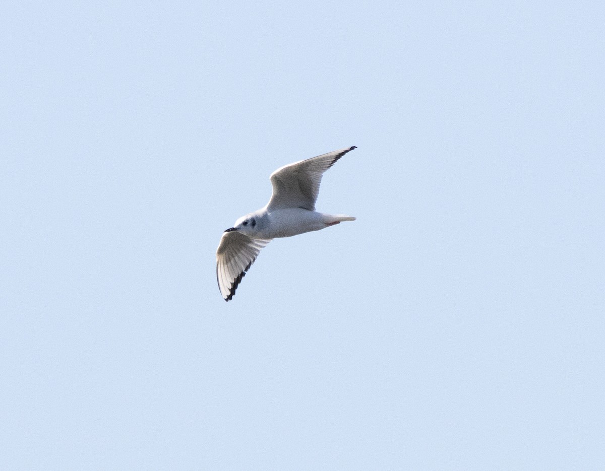Bonaparte's Gull - ML645189718