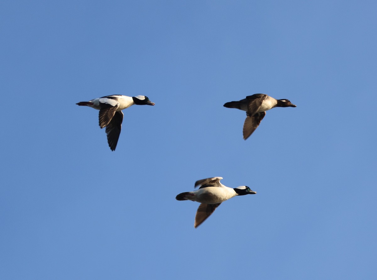 Bufflehead - ML645189725