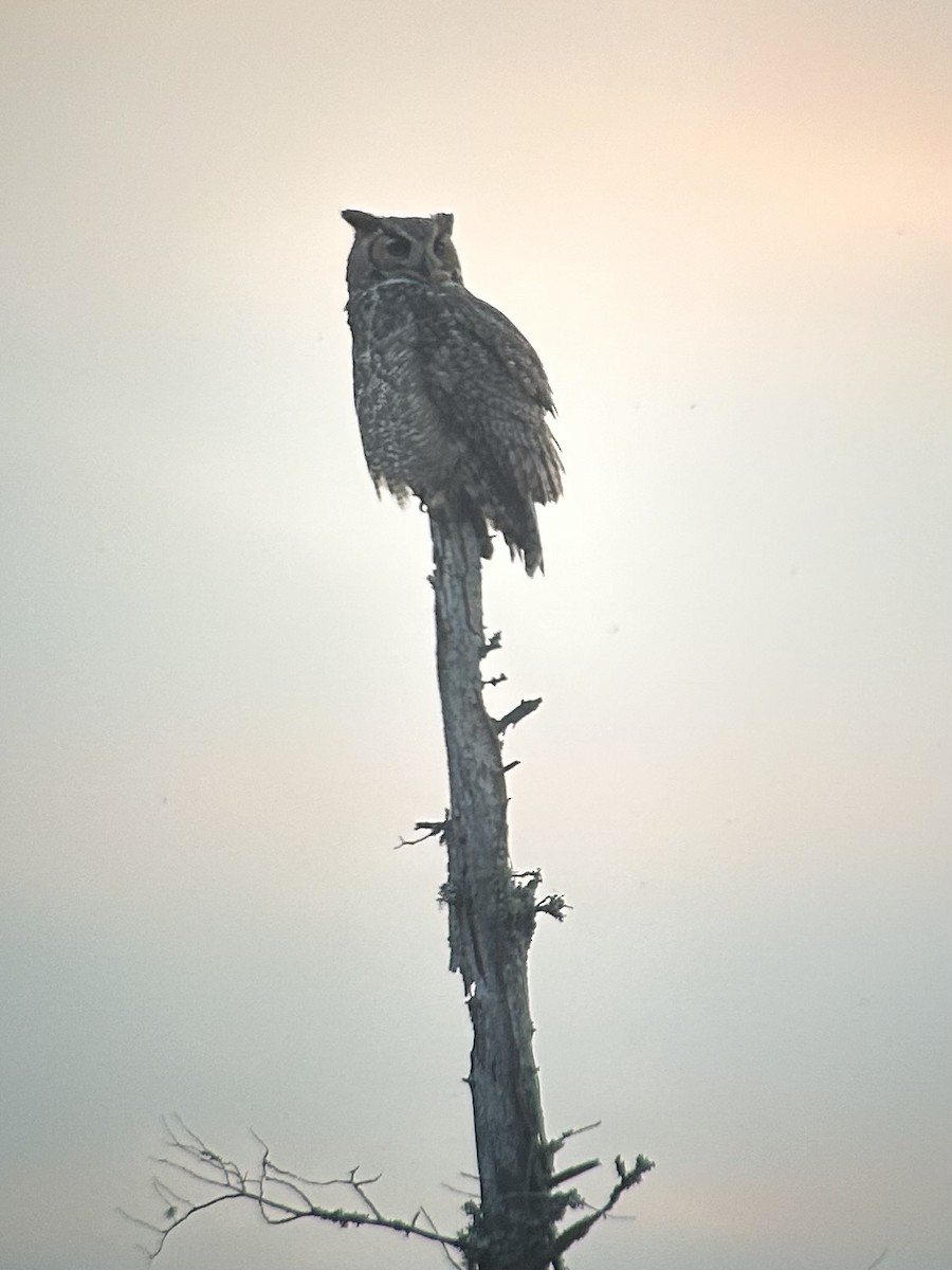 Great Horned Owl - ML645189734
