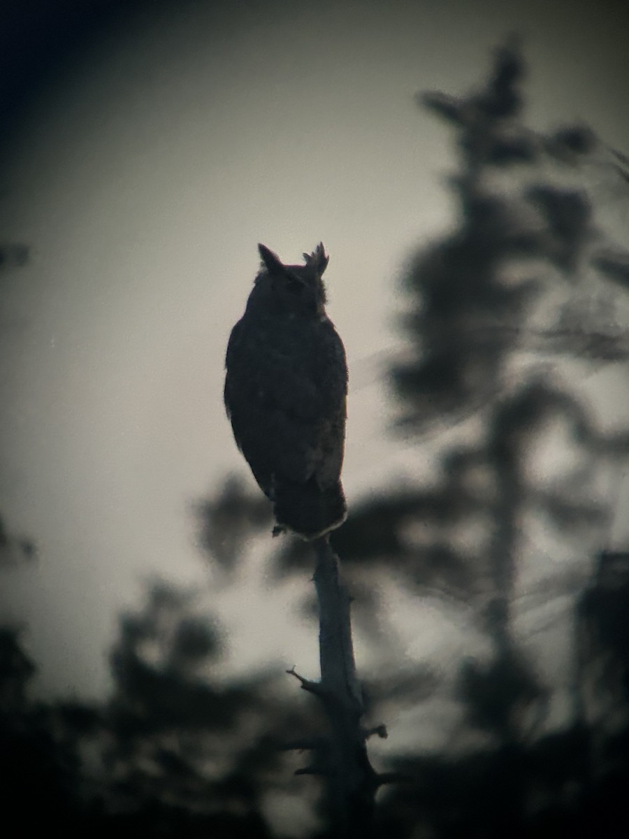 Great Horned Owl - ML645189735