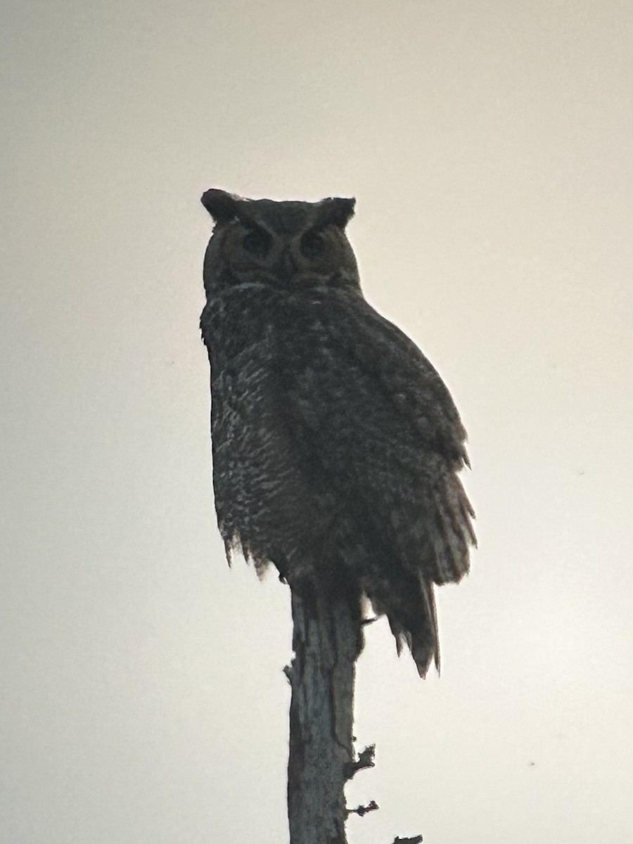 Great Horned Owl - ML645189736