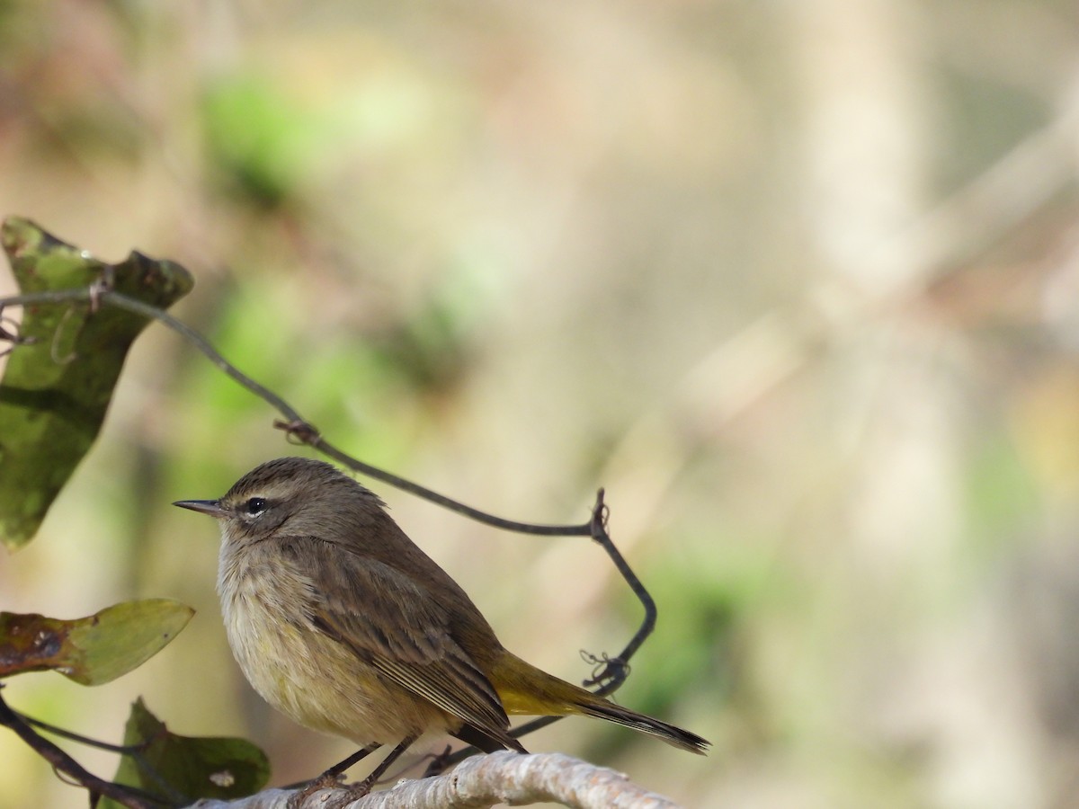 Palm Warbler - ML645189737