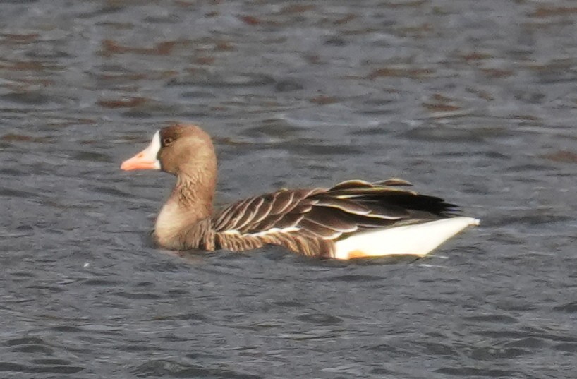 Greater White-fronted Goose - ML645189738