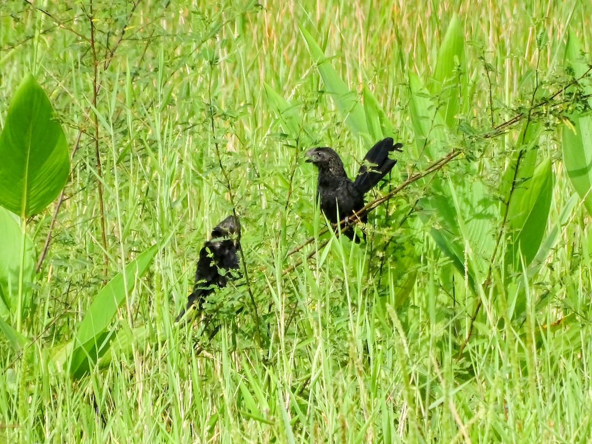 Ані товстодзьобий - ML645189739