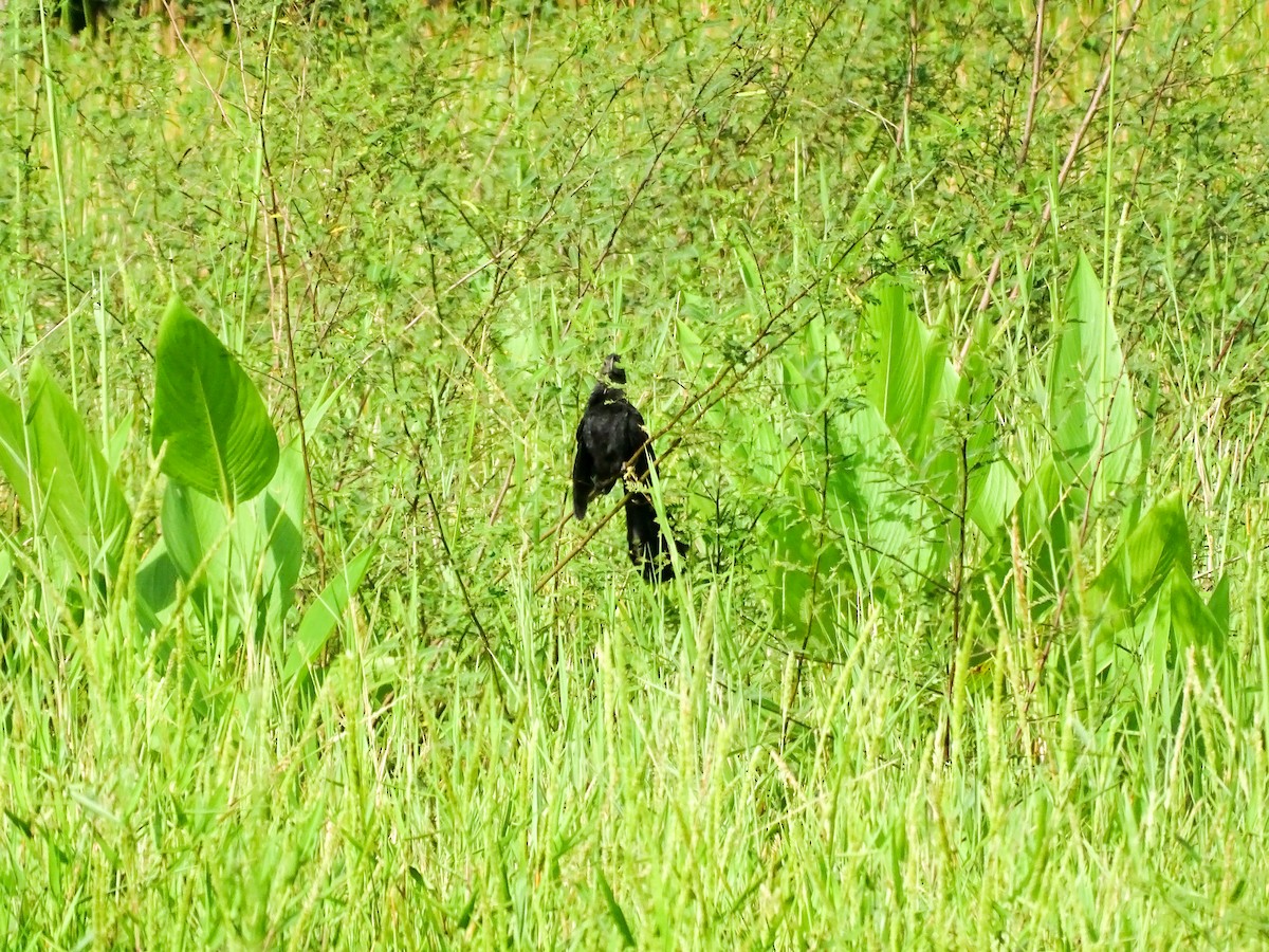 Ані товстодзьобий - ML645189740