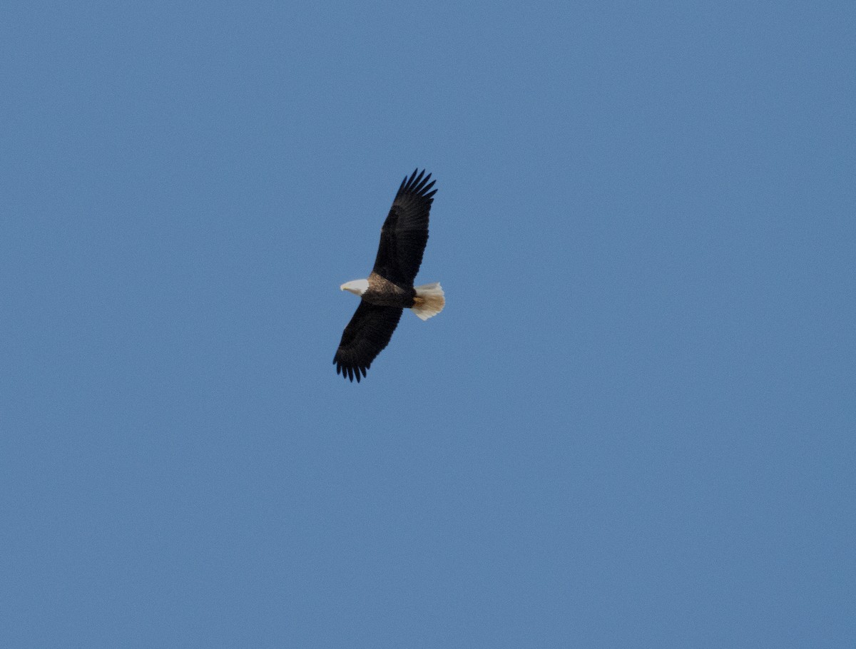 Bald Eagle - ML645189746