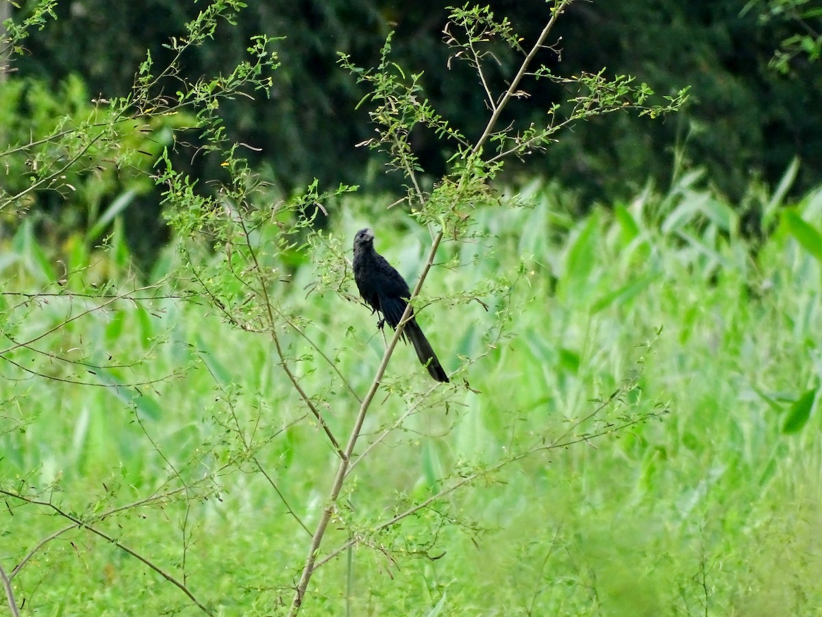 Ані товстодзьобий - ML645189749