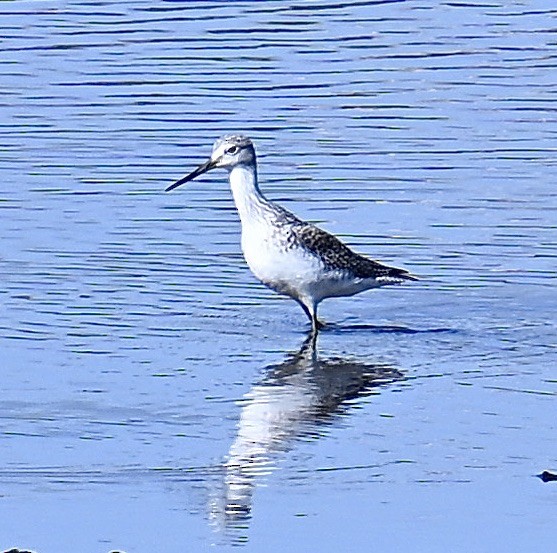 Greater Yellowlegs - ML645189758