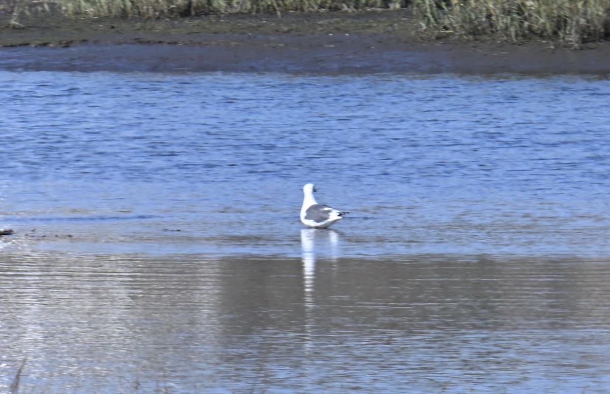 Western Gull - ML645189768
