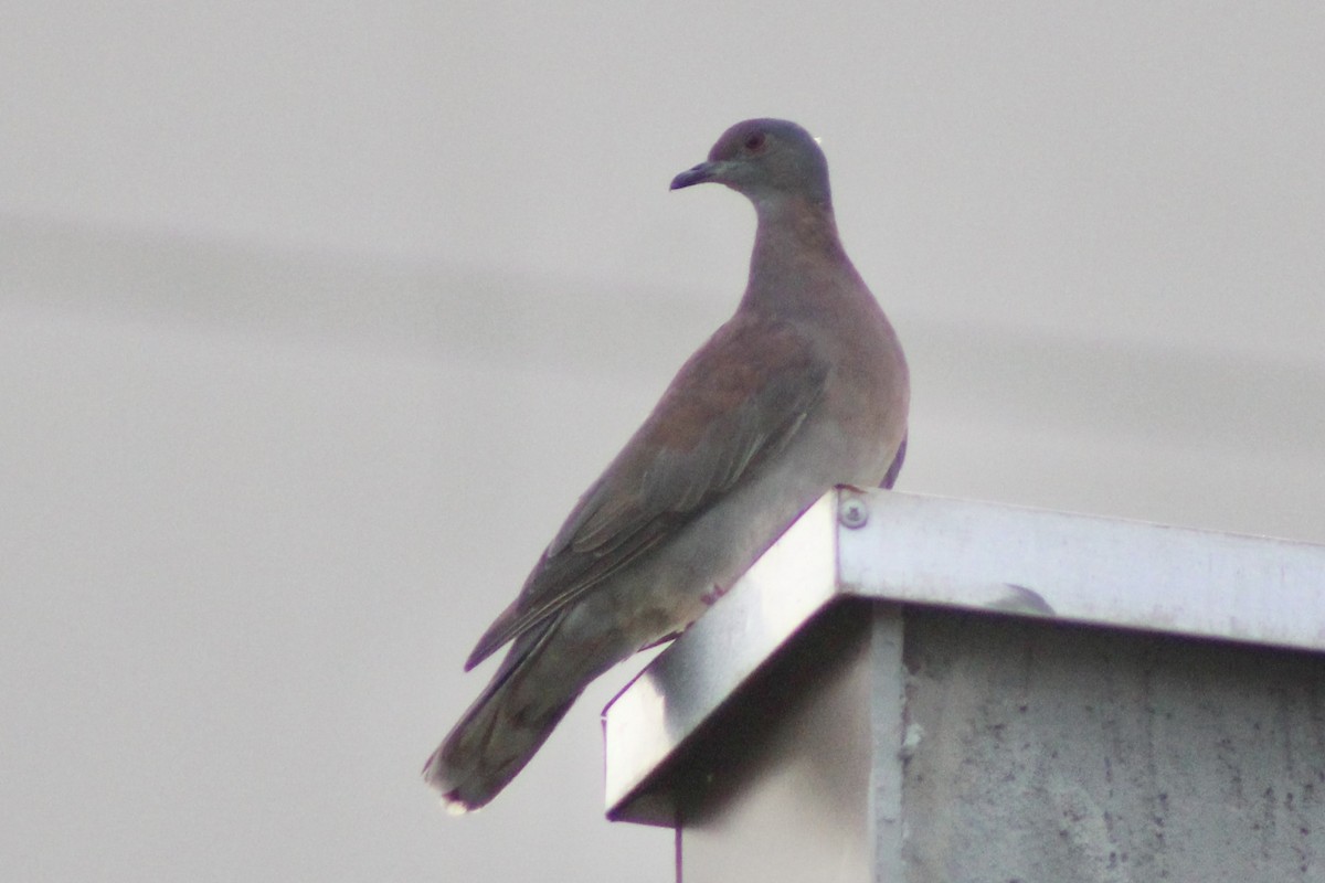 Pale-vented Pigeon - ML645189782