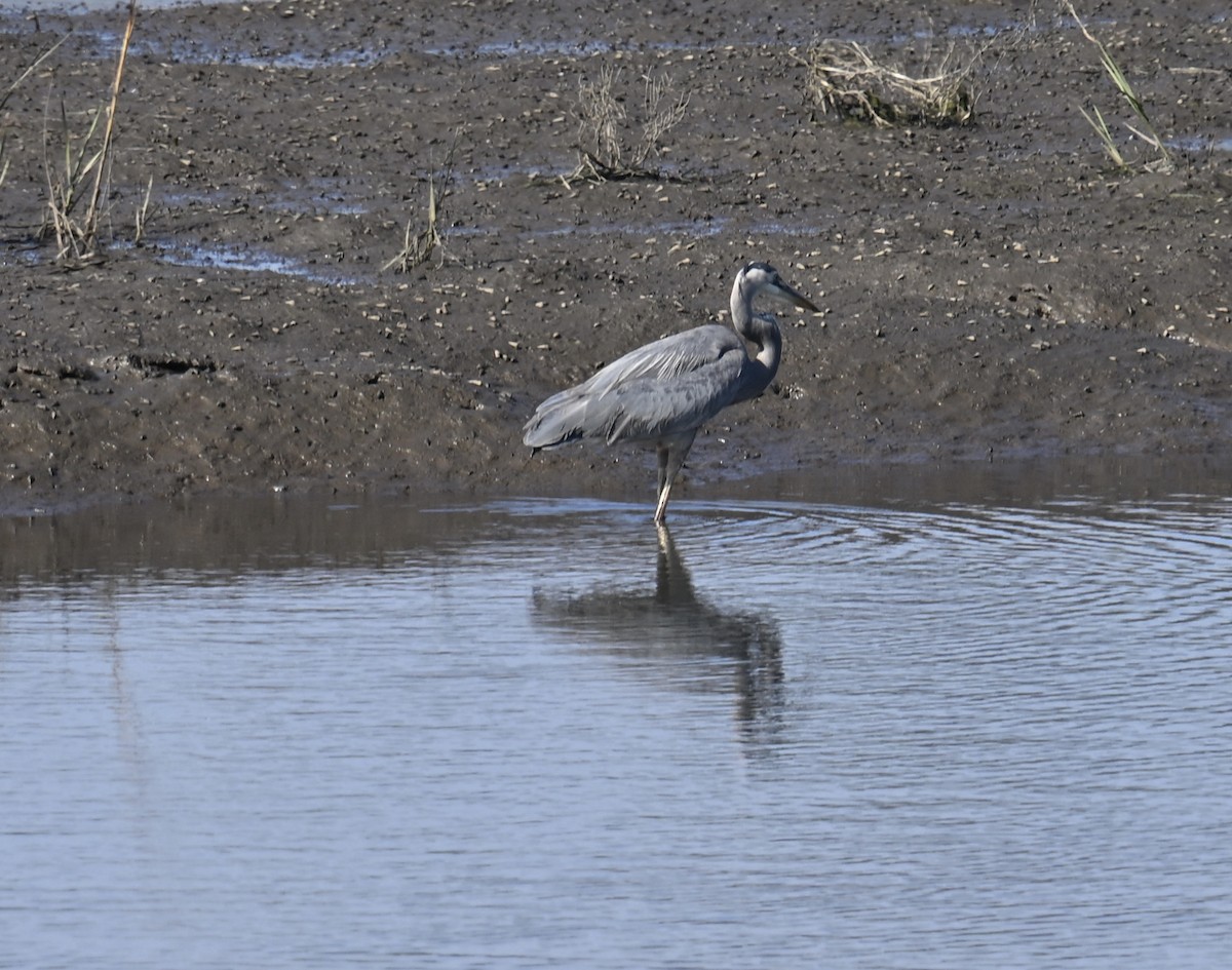 Great Blue Heron - ML645189783