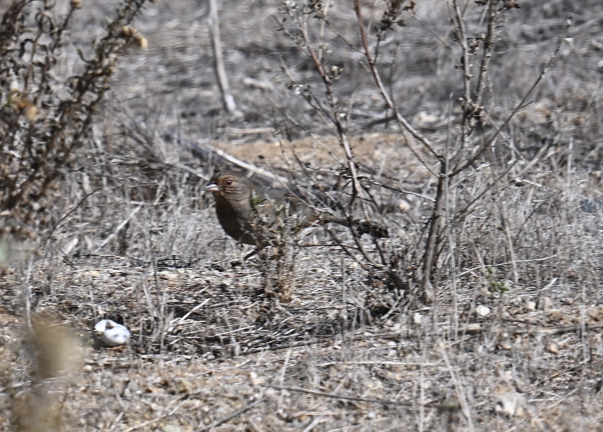 California Towhee - ML645189788