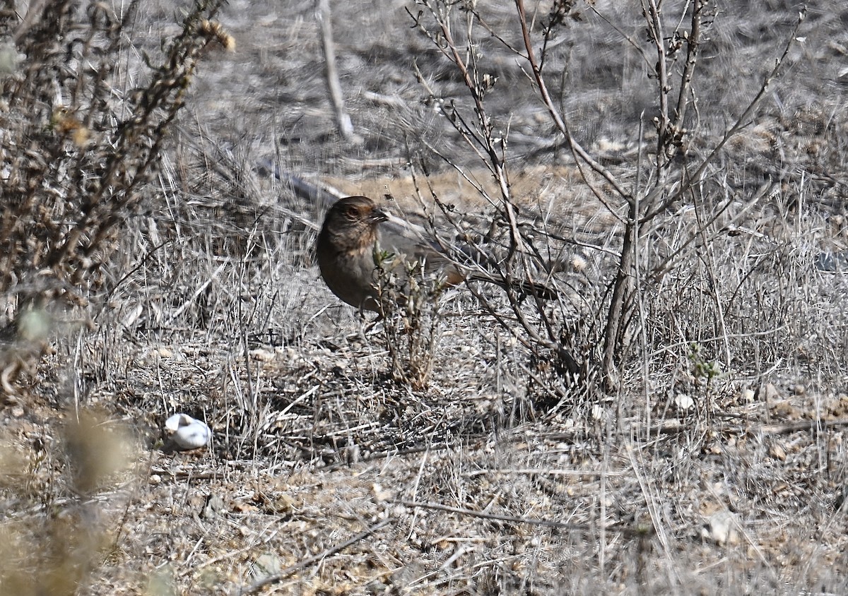 California Towhee - ML645189789