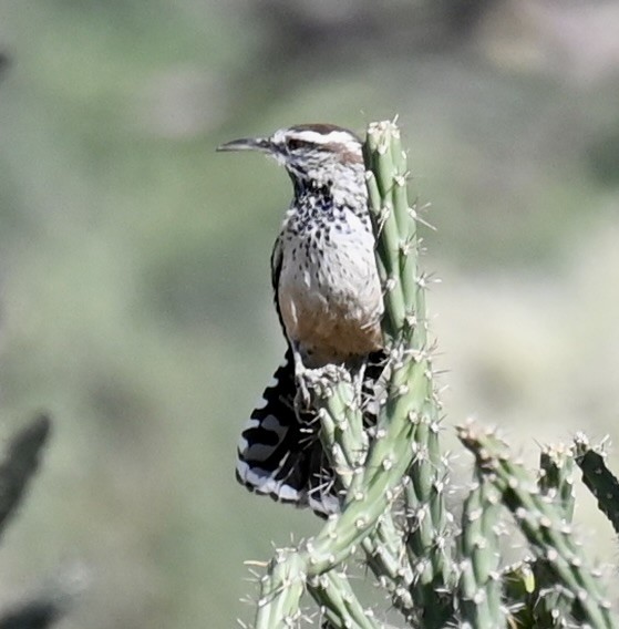 Cactus Wren - ML645189803