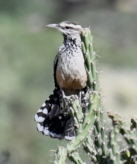 Cactus Wren - ML645189804