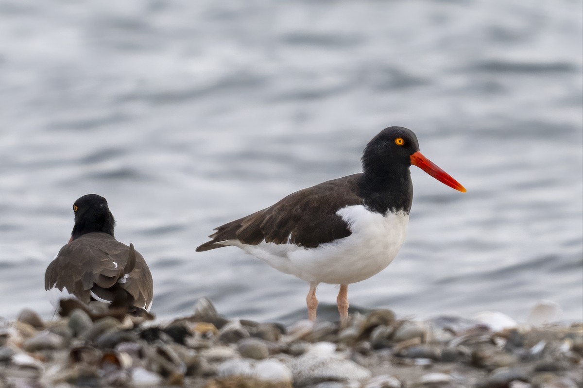 American Oystercatcher - ML645189807