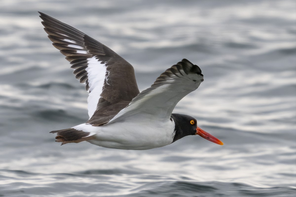American Oystercatcher - ML645189808