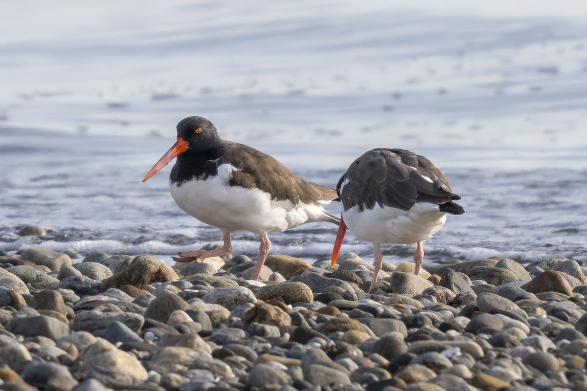 American Oystercatcher - ML645189809