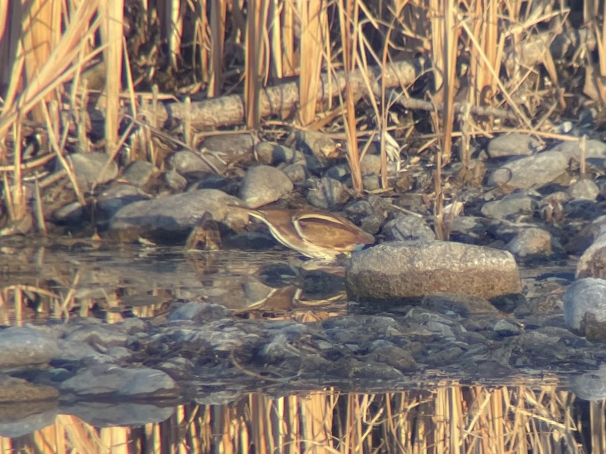 コヨシゴイ - ML645189815