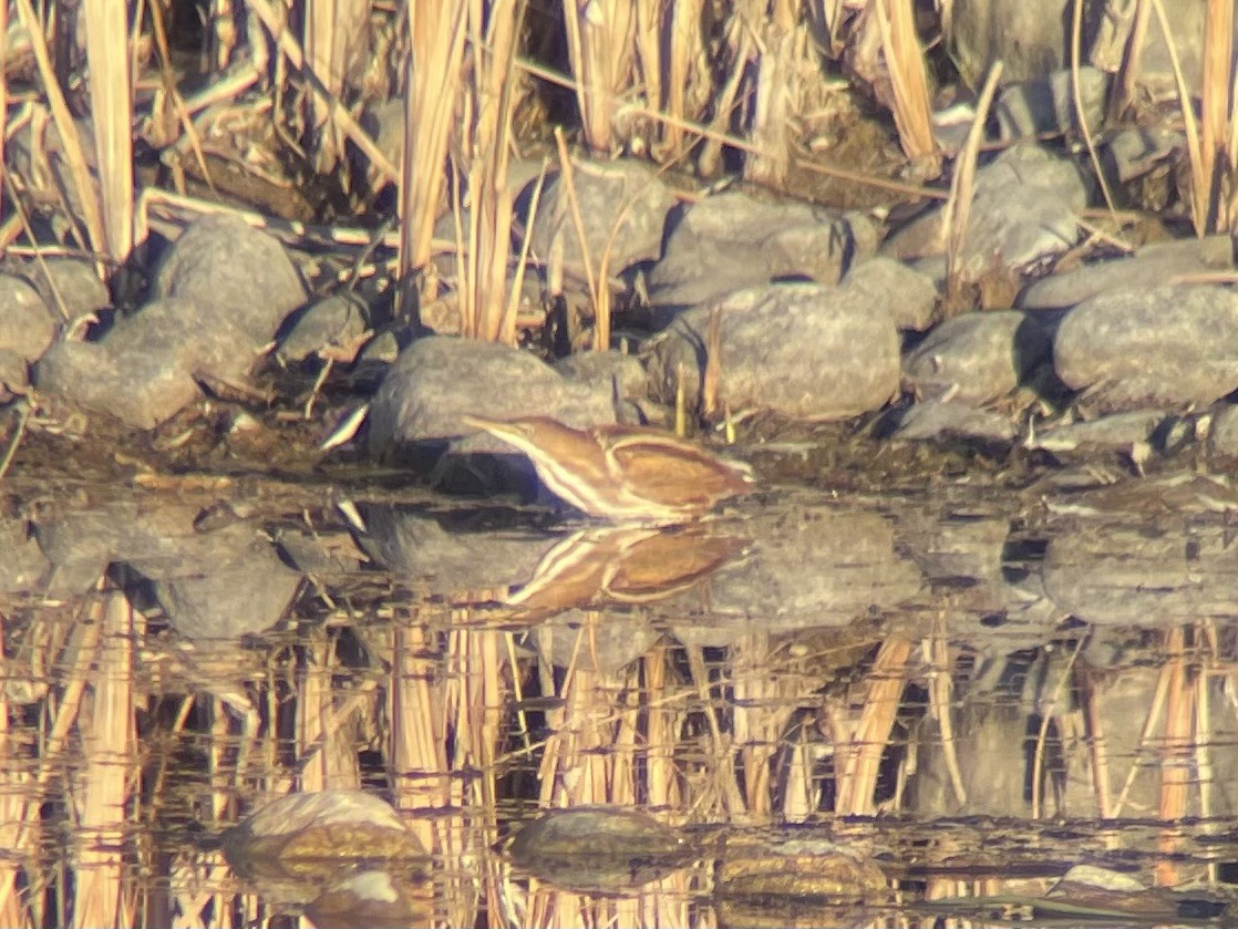 コヨシゴイ - ML645189816