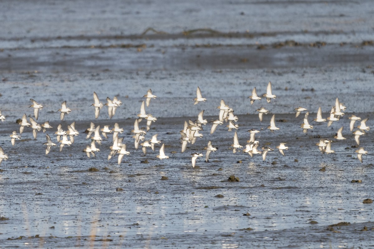 Dunlin - ML645189821
