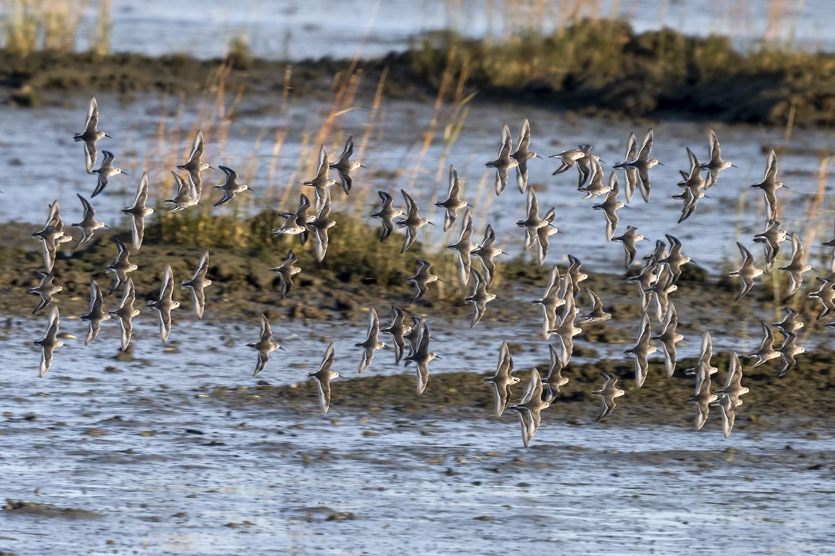 Dunlin - ML645189822