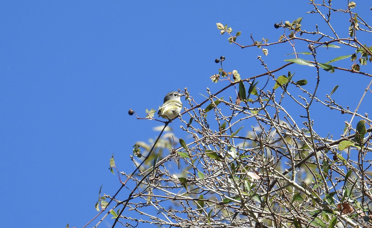 Blue-headed Vireo - ML645189824