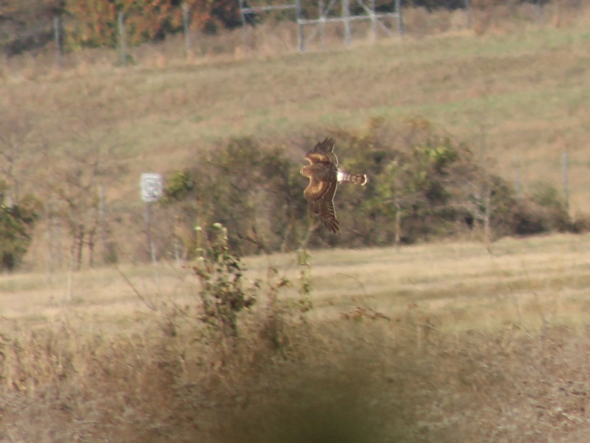 mørkmyrhauk - ML645189825