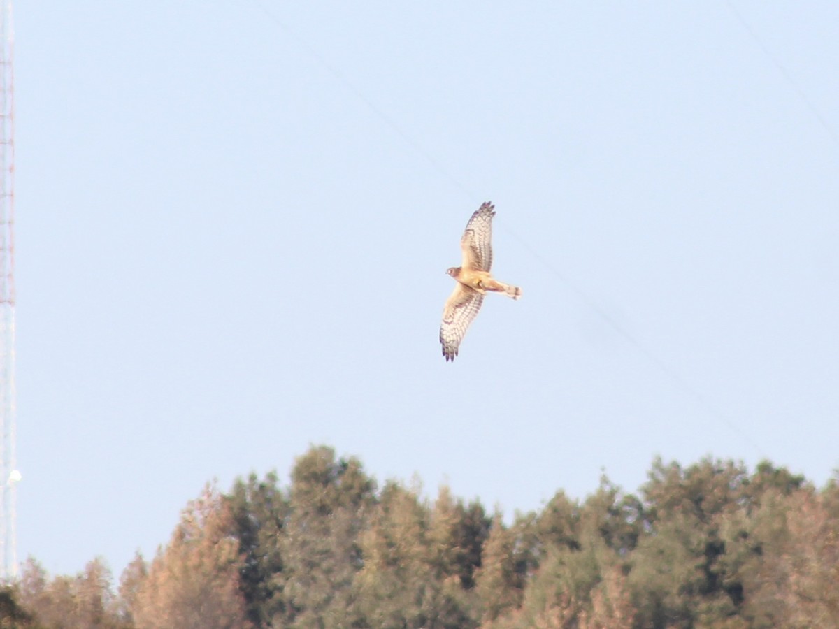 mørkmyrhauk - ML645189826