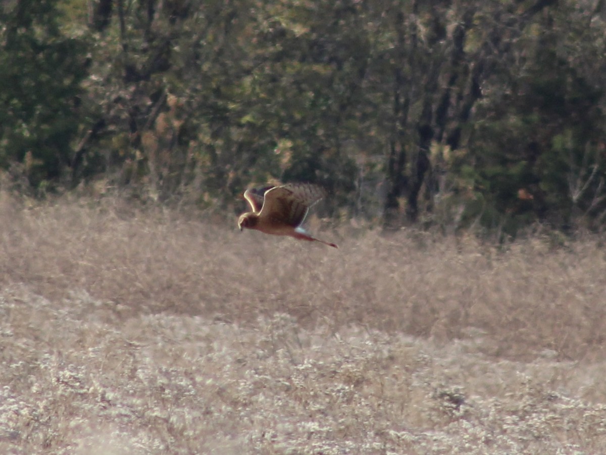 mørkmyrhauk - ML645189828