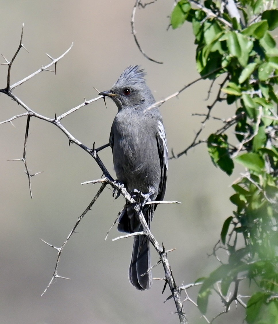 Phainopepla - ML645189830