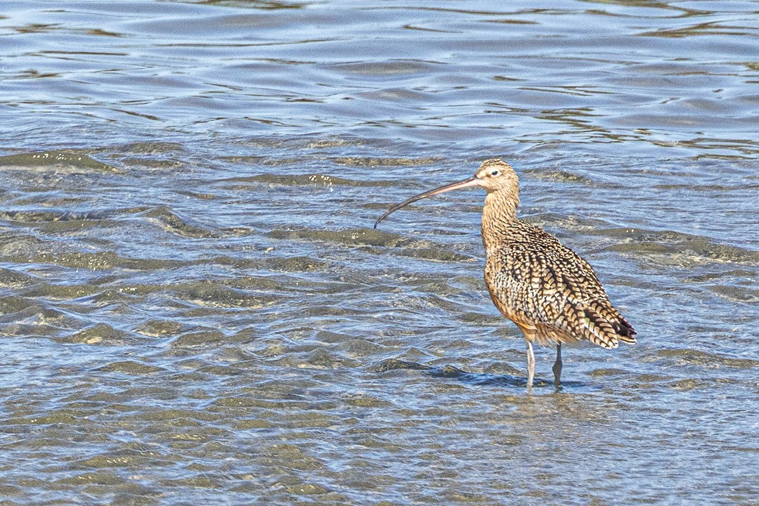 Long-billed Curlew - ML645189831