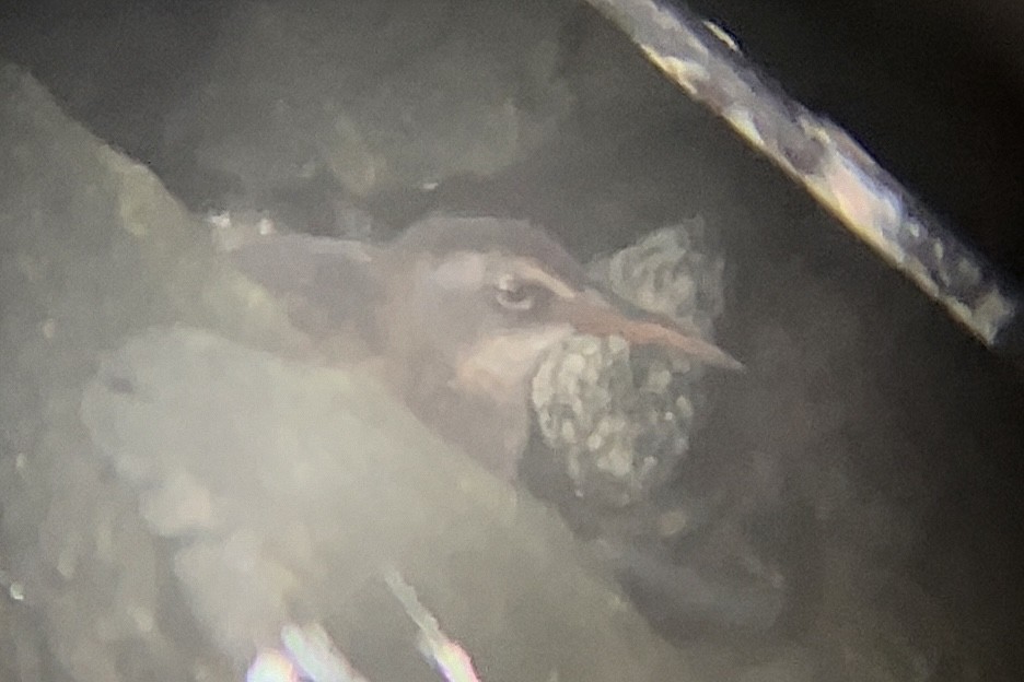 Virginia Rail - ML645189832