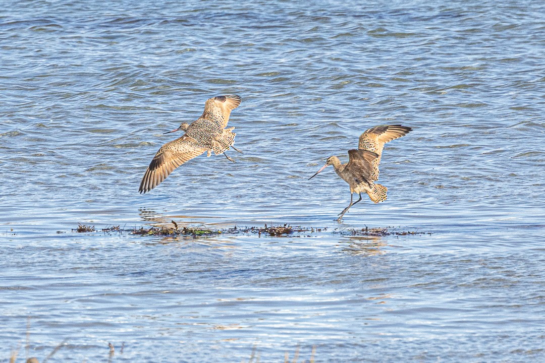 Marbled Godwit - ML645189836