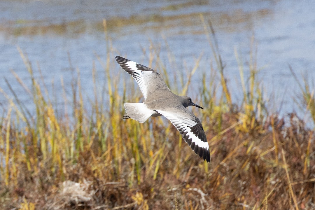 Willet - ML645189840