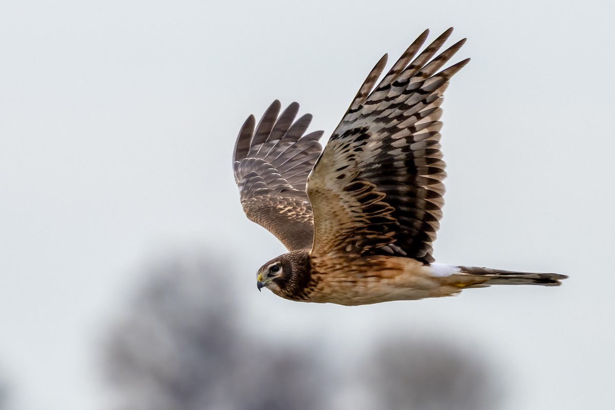 mørkmyrhauk - ML645189841